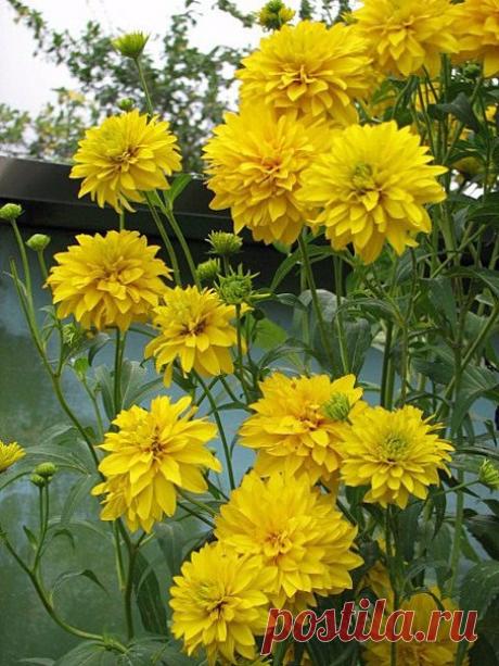 I ♥ Расцвели золотые шары – Это значит, сентябрь приближается. Видно этим цветком до весенней поры, Солнце летнее с нами прощается. У заборов цветут, у домов, Дружной стайкой всегда собираются, И под нежные звуки ветров, В ритме вальса все вместе качаются. Золотые шары, золотые… Вы из детства пришли моего, И когда вы цветете, на сердце, Вдруг, становится очень тепло! Вспоминаются школьные годы И погожие дни сентября… И ребята, бегущие в школу, И, конечно, подруги, друзья… 11.08.14 © Copyright:…