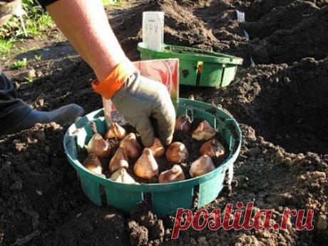 Когда и как высаживать тюльпаны: основные правила и ошибки