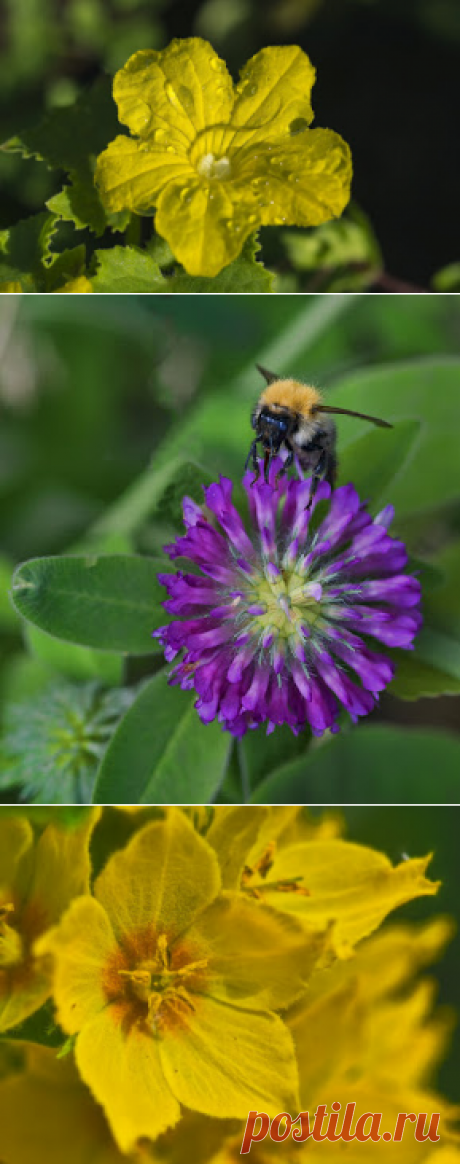 Фотопутешествия: Летние подарки