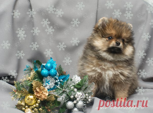 Елена Полярная