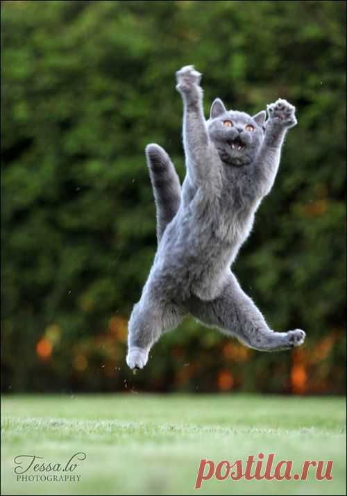 Подборка фото кошек