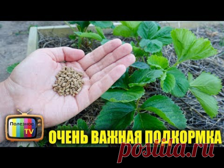 ПОДКОРМИТЕ ЭТИМ КЛУБНИКУ В ИЮЛЕ - АВГУСТЕ И НА СЛЕДУЮЩИЙ ГОД ОНА ЗАВАЛИТ ВАС УРОЖАЕМ