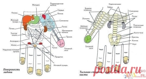 Тайная сила… мизинца. Влиятельный указательный

Одним лишь воздействием на мизинец левой руки можно существенно поправить здоровье. Это знали древнейшие врачеватели! Их практика частично подвергнута сомнению, частично предана забвению. К сожалению! Ведь действительно методика любопытная, а главное, оправдывавшая себя во многих случаях.

*Массаж для снижения аппетита

Для этой цели, перед едой нужно массировать верх (кончик) мизинца. Для мужчин и женщин есть разница:
Мужчин...