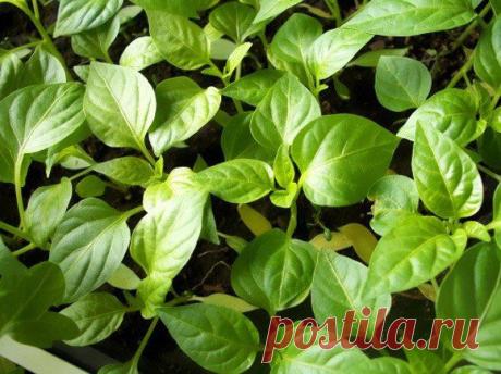 10 причин почему перец не дает бутонов | Хитрости жизни