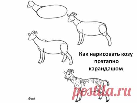 Учимся с детьми рисовать козочек