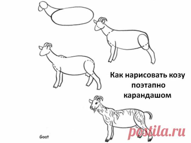 Учимся с детьми рисовать козочек