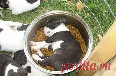 Гавбокс - забавные собаки | VK