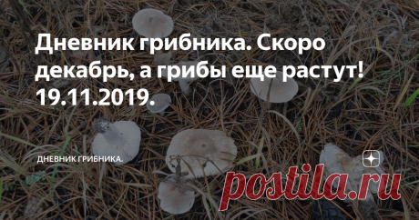 Дневник грибника. Скоро декабрь, а грибы еще растут! 19.11.2019. 
Вот вчера белый молодой попался, сегодня как усидеть дома? Как обычно - на пару часов в лес.
Проверить еловую опушку просеки, вдруг повезет еще белый найти? Но не судьба, не удостоилась "медали", зато воздух настолько свежий, еловый и "грибной"... Так пахнет лес в "высокий", сентябрьский сезон обычно. Запах-то не от наших