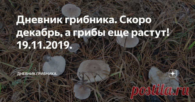 Дневник грибника. Скоро декабрь, а грибы еще растут! 19.11.2019. 
Вот вчера белый молодой попался, сегодня как усидеть дома? Как обычно - на пару часов в лес.
Проверить еловую опушку просеки, вдруг повезет еще белый найти? Но не судьба, не удостоилась 