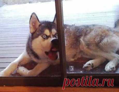 Да впустите же их наконец! Забавные фотографии животных, которые ну очень хотят зайти внутрь!