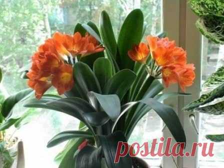 Удобрение комнатных растений
#комнатныерастения #удобрения