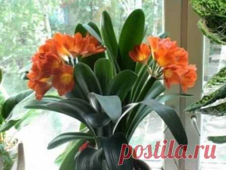 Удобрение комнатных растений
#комнатныерастения #удобрения
