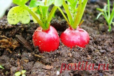 (+1) тема - Посев редиса в открытый грунт: посадка и выращивание под пленкой, агроволокном и без них | 6 соток