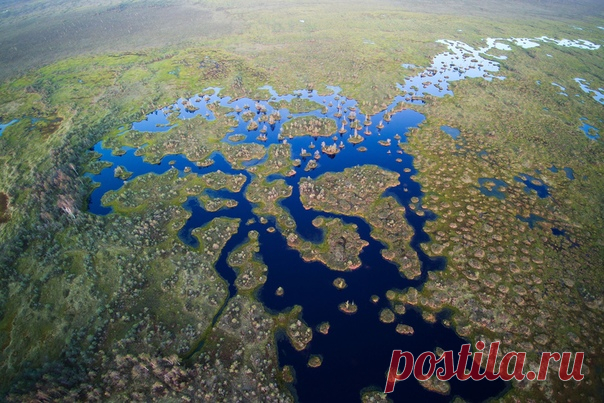 Болото Ельня с высоты птичьего полета, Беларусь. Автор фото – Павел Мартинчик: nat-geo.ru/community/user/45871/.