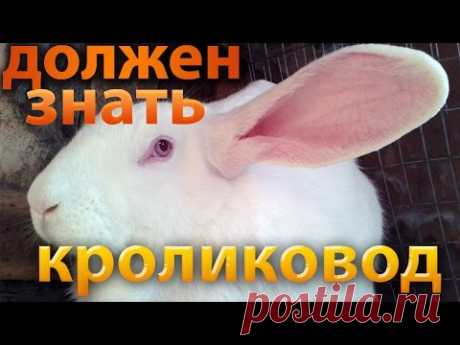 Разведение кроликов для начинающих - 50 советов кролиководу!