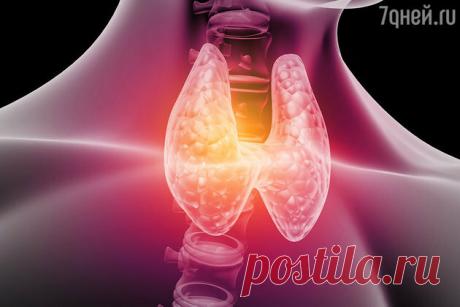 Названы правильные диеты при гипотиреозе и гипертиреозе | Здоровье.7Дней | Яндекс Дзен