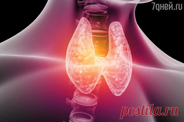 Названы правильные диеты при гипотиреозе и гипертиреозе | Здоровье.7Дней | Яндекс Дзен