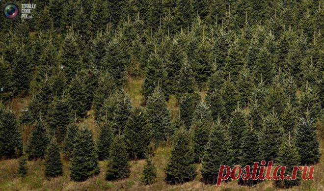 Как готовят рождественские елки в Америке Многочисленные пихты Фразера (Abies fraseri (Pursh.) Poir.) — рождественские елки растут на склоне холма на ферме Омни в West Jefferson. Это дерево является одним из видов елей родом с восточных гор в Соединенных Штатах. Пихта Фреазера является подвидом пихты бальзамической. За свой цвет...