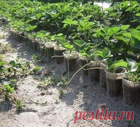 КАК НАБРАТЬ ПОСАДОЧНЫЙ МАТЕРИАЛ ЗЕМЛЯНИКИ СО СВОИХ КУСТОВ И В КАКИЕ СРОКИ ЕГО НАДО ВЫСАЖИВАТЬ