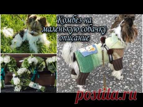 Вяжем комбез для маленькой собачки спицами (описание работы)