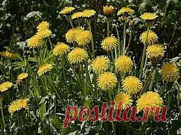 Доктор-Одуванчик!
Варенье для лечения печени.
В мае цветут одуванчики. Мы ходим и не обращаем внимание на это растение. А между тем, его можно назвать настоящим доктором. Из одуванчиков можно приготовить вкусное варенье, восстанавливающее...
https://www.facebook.com/UcimsaZitNeUskoraaProcessStarenia?ref=hl