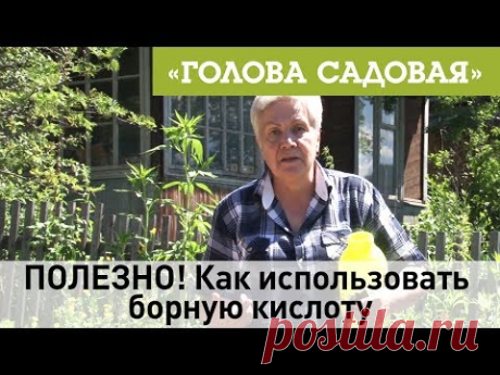 Голова садовая - ПОЛЕЗНО! Как использовать борную кислоту