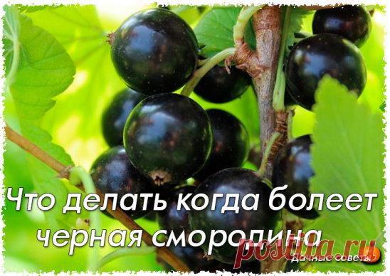 Что делать когда болеет черная смородина
Вопрос:
