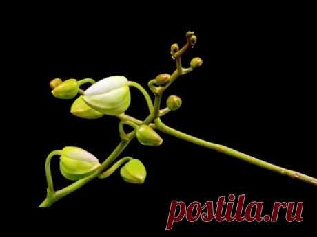 Бутоны орхидеи из пластичной массы.Orchid buds with your own hands
