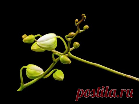 Бутоны орхидеи из пластичной массы.Orchid buds with your own hands