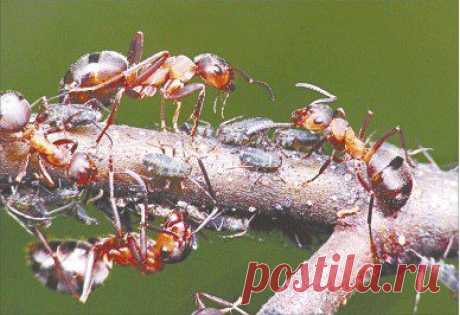 Наркомании подвержены не только люди / Физика невозможного!