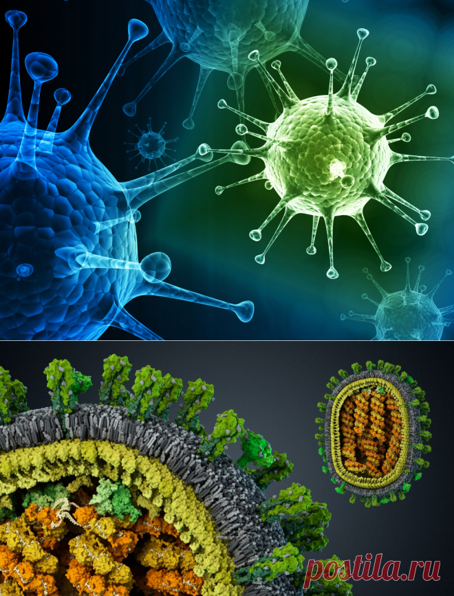 Почему грипп непобедим