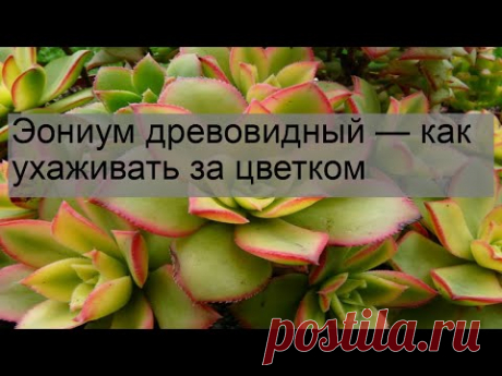 Эониум древовидный — как ухаживать за цветком