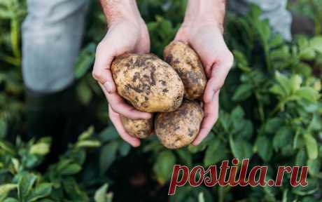 Картофель: система подкормок и защиты от болезней и вредителей на весь сезон | На грядке (Огород.ru)