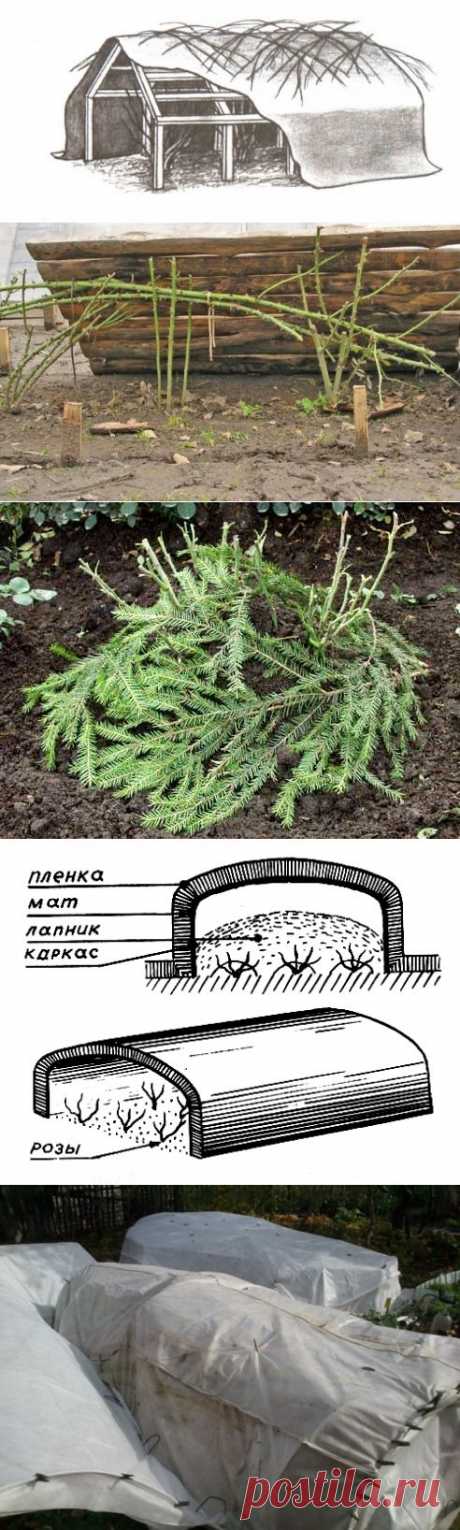 Воздушно-сухое укрытие роз на зиму.