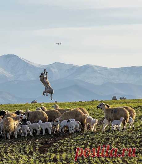Пастушья собака защищает стадо от дрона
