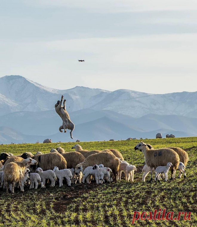 Пастушья собака защищает стадо от дрона