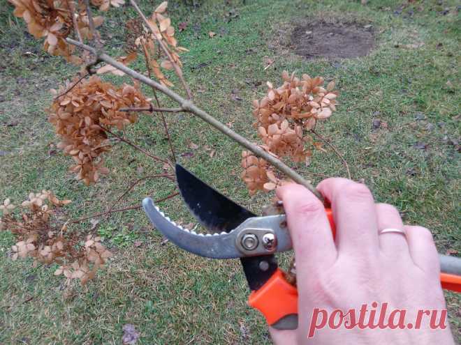 Работы на даче в ноябре: что еще можно успеть сделать до прихода зимы | Дачная жизнь | Дзен