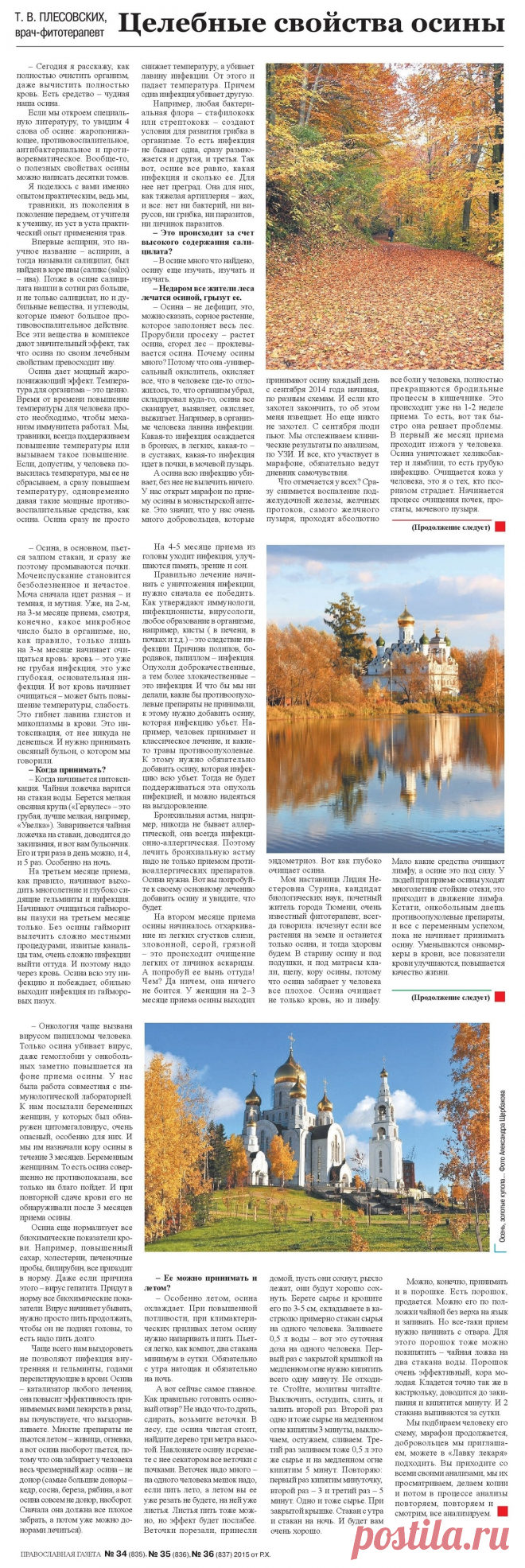 Целебные свойства осины (как полностью очистить организм)