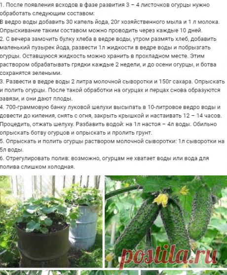 Огурцы