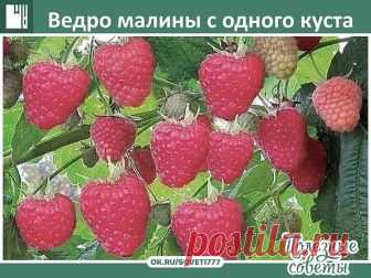 Ведро малины с одного куста