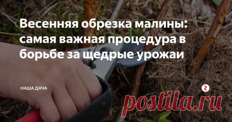 Весенняя обрезка малины: самая важная процедура в борьбе за щедрые урожаи Обрезка – очень важный этап в комплексном уходе за малинником. Весенняя обрезка кустов станет отличным залогом для большого урожая крупных, сладких ягод. Не пренебрегайте этой процедурой, так и участок будет выглядеть очень ухоженно, и кусты дадут урожая вдвойне, а то и втройне больше.