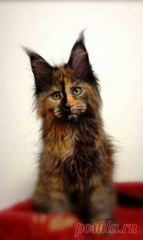 Maine Coon
