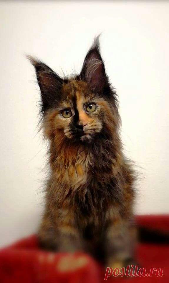 Maine Coon
