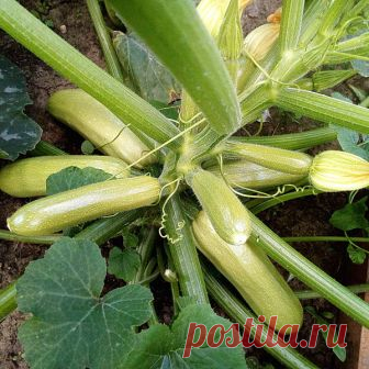 Кустовой кабачок 'Хьюго F1': всех удивил и превзошёл эталонный сорт