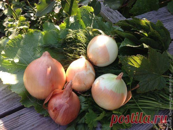 Как хранить овощи в квартире | Интересные рецепты