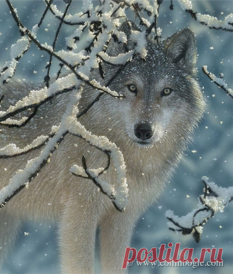 Живая природа