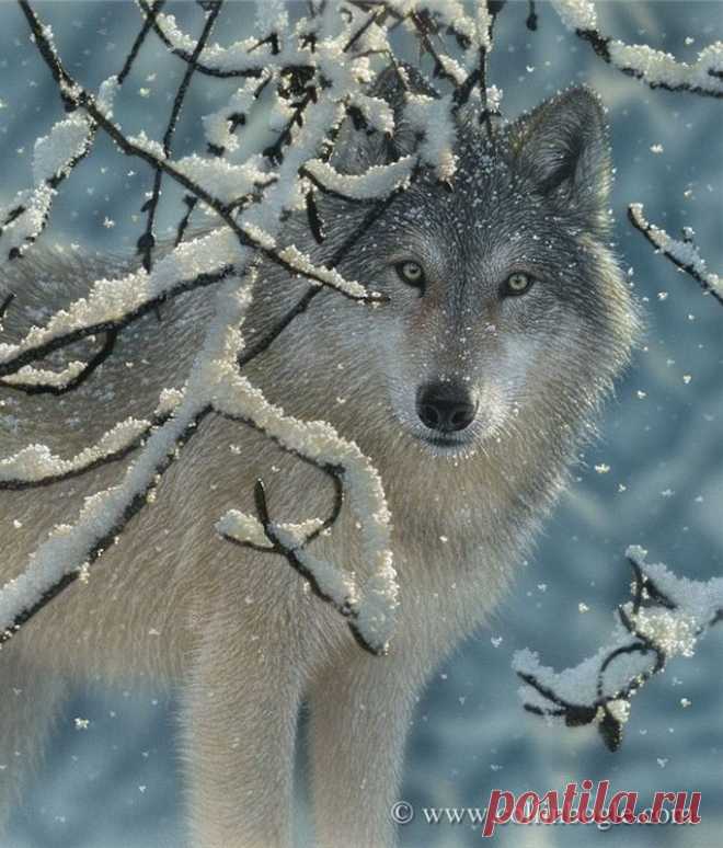 Живая природа