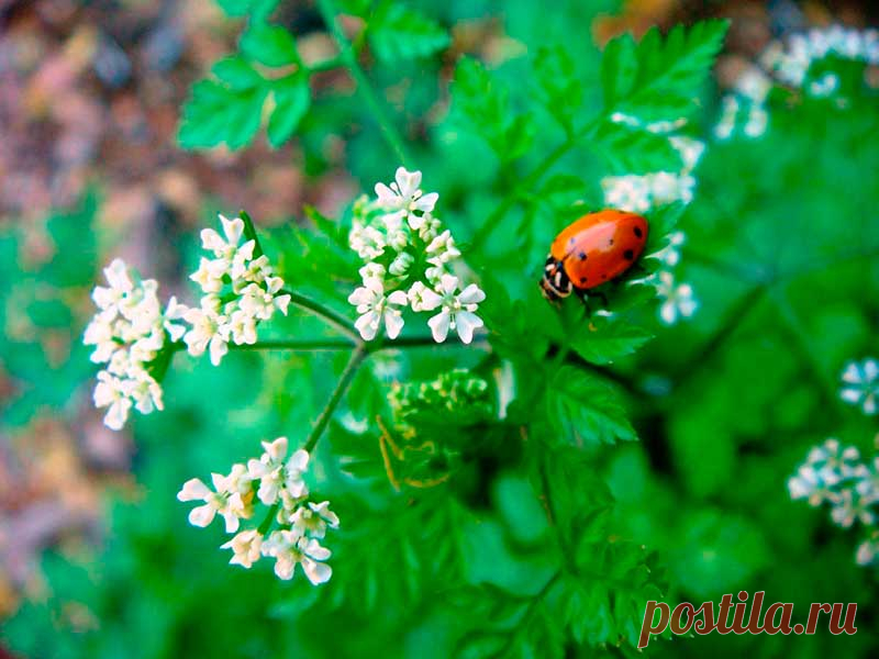Лекарственное растение Кориандр посевной (Coriandrum sativum). Однолетнее растение высотой 20-60 см. Незрелые плоды, а также свежие растения неприятно пахнут клопами. Цельные городчатые прикорневые листья вскоре вянут. Стеблевые листья дважды- или триждыперистые, нижние с яйцеобразными сегментами, верхние с линейными листочками. Цветки белые или светло-розовые, собраны в 3-5-лучевые зонтики. В отличие от многих других зонтичных плоды кориандра не распадаются на 2 плодика.