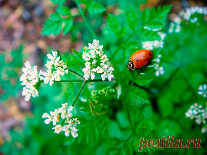 Лекарственное растение Кориандр посевной (Coriandrum sativum). Однолетнее растение высотой 20-60 см. Незрелые плоды, а также свежие растения неприятно пахнут клопами. Цельные городчатые прикорневые листья вскоре вянут. Стеблевые листья дважды- или триждыперистые, нижние с яйцеобразными сегментами, верхние с линейными листочками. Цветки белые или светло-розовые, собраны в 3-5-лучевые зонтики. В отличие от многих других зонтичных плоды кориандра не распадаются на 2 плодика.
