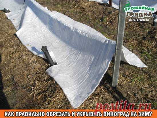 КАК ПРАВИЛЬНО ОБРЕЗАТЬ И УКРЫВАТЬ ВИНОГРАД НА ЗИМУ 
Если на протяжении пяти и больше дней на улице держится температура на уровне -18 градусов Цельсия, это приводит к гибели 70% виноградных глазков. Когда температура снижается до уровня -20 градусов Цельсия, гибнут все глазки, а также однолетние лозы и даже многолетняя древесина. Что уж говорить, если корневище виноградных кустов еще более чувствительно к холоду. Отдельные его элементы будут повреждены даже при незначительном похолодании до -5